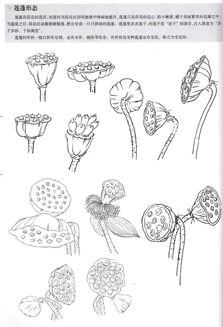 1177 14 De Réductiondessin Au Trait Chinois Peinture Au Lotus Livres De Peinture Traditionnels Chinois Gongbi Tutoriel De Dessin Peint En
