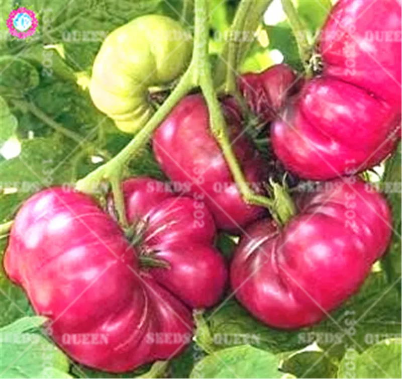

BONSAI Giant Pink Tomato Mixed Color Organic Vegetable Edible Bonsai Plants For Spring Farm Best Packaging Easy Grow 100pcs