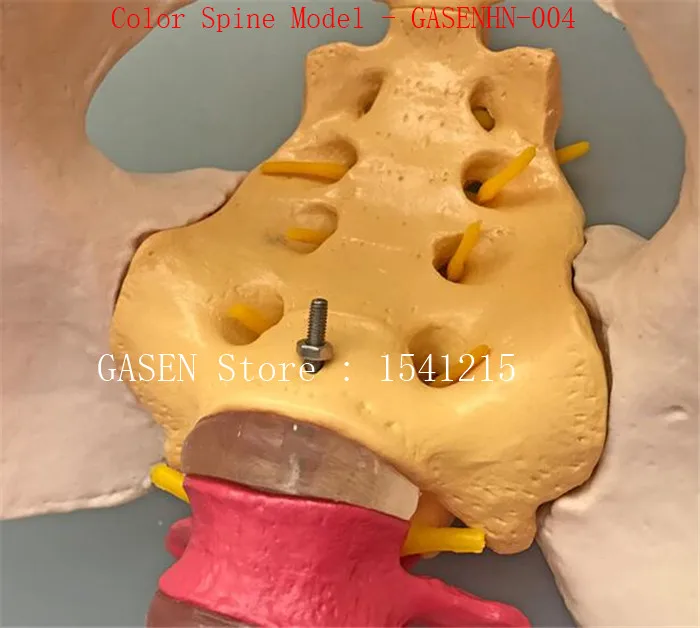 Спинномозговая Тазовая модель каудальная структура Сегментированная запись цвет шеи и груди талии медицина цвет позвоночника