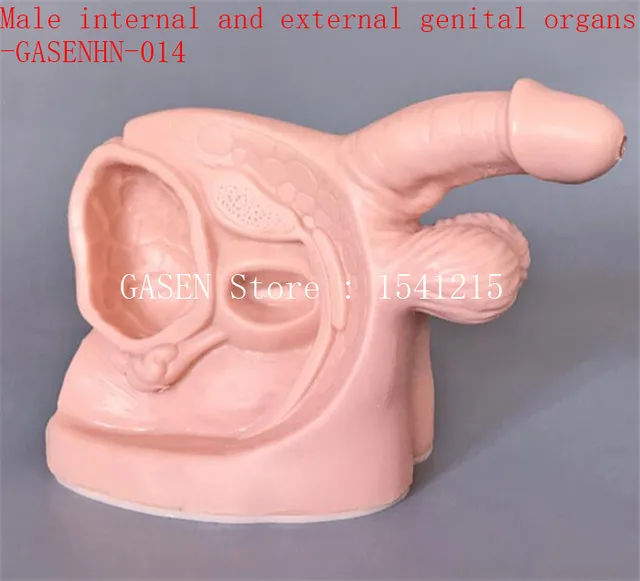 male penis picture scrotum They laugh at my tiny penis