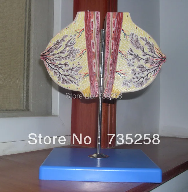 

Mammary Gland in Resting Period,Resting Stage Breast Anatomical Model