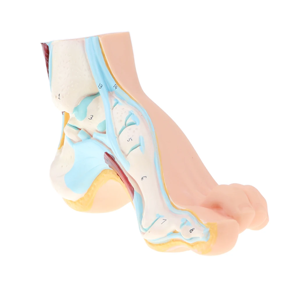 1:1 Lifesize Human Normal/ Arched/ Flat Foot Model with Ligaments Bones Muscles Medical Anatomical Study Kit