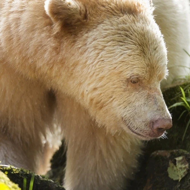Close up of a Kermode Bear along the coast of the Great Bear Rainforest  British Columbia  Canada