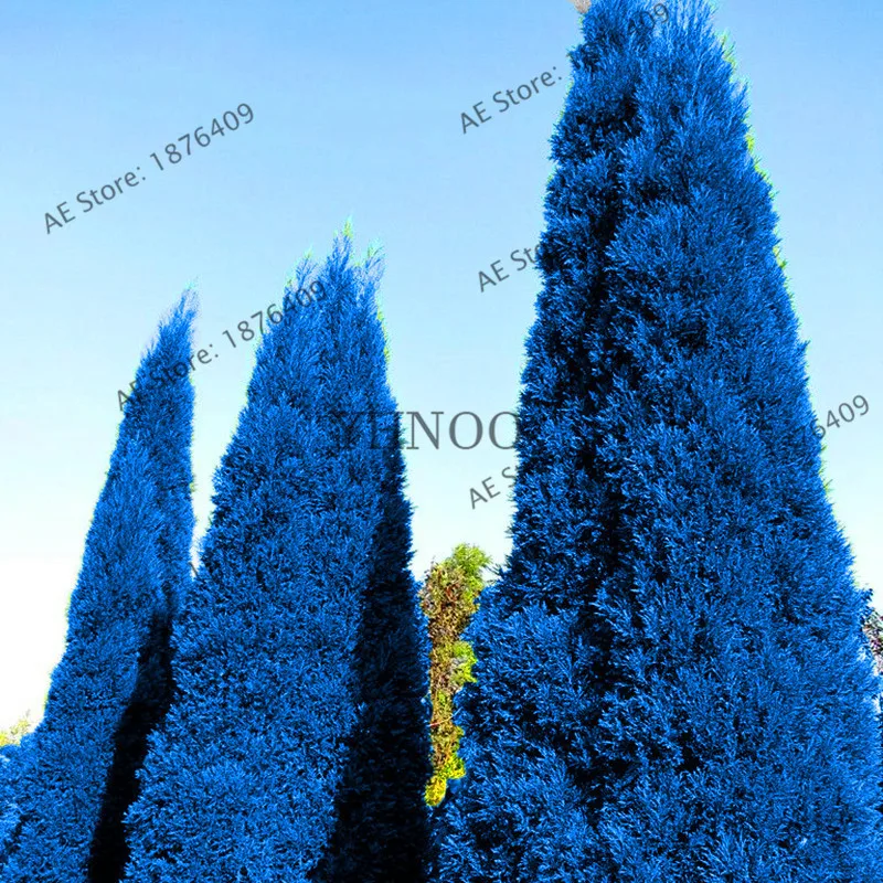 Китайский туи туя синий cypress хвойных пород Сад бонсай, дерево, завод солнечной энергии для двор дома, 100 шт./пакет