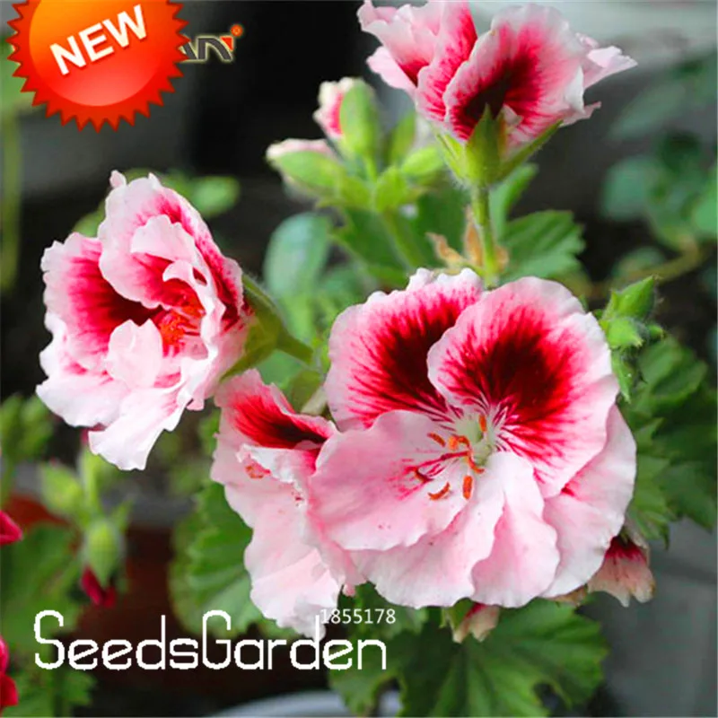 

Best-Selling!20 flores/Pack Two-color Red White Univalve Geranium bonsai Perennial Flower garden Pelargonium Peltatum plant,#SA0