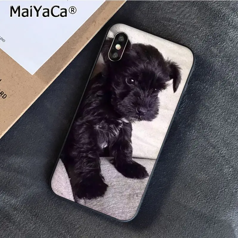 Schnauzer Puppy dog Art