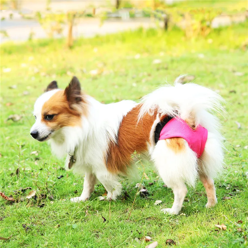period nappies for dogs
