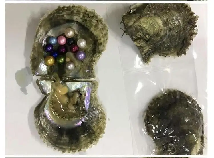 15 цветных круглых жемчужин в соленой воде Oysters Akoya Mini Monster с жемчужинами внутри