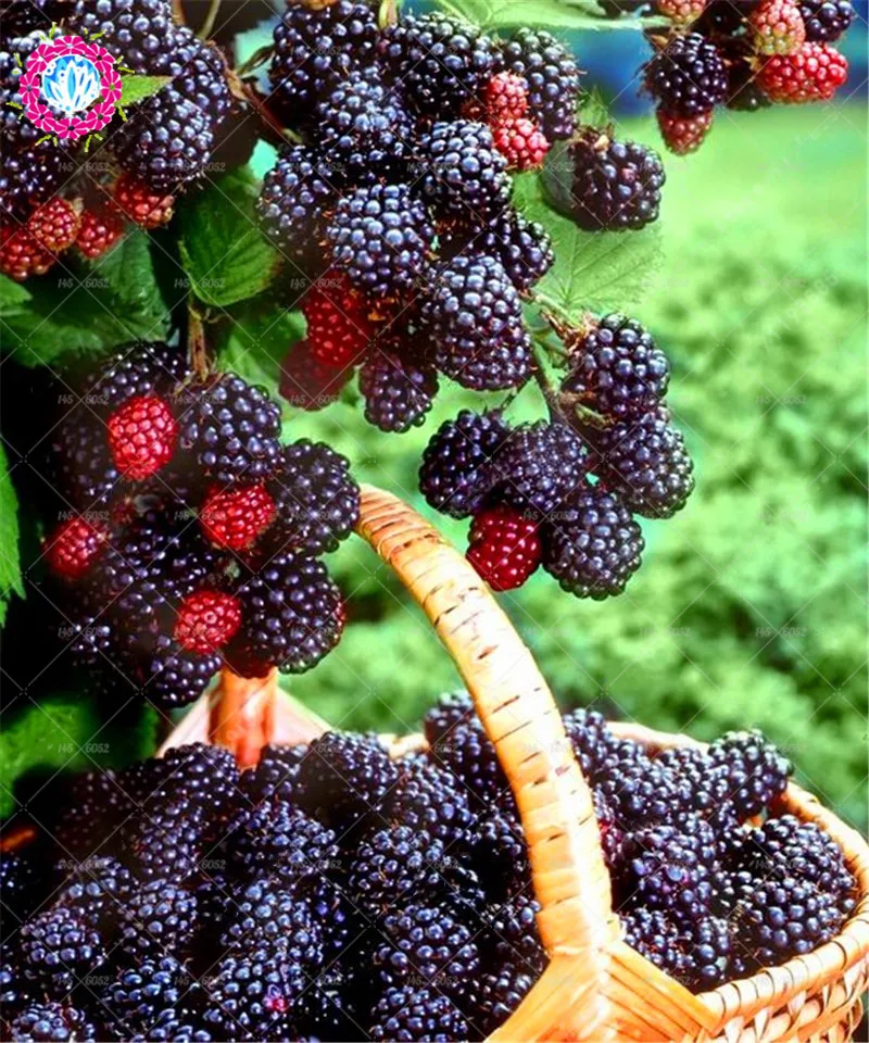 Goedkoop Blackberry boom bonsai Raspberry sweet amp; biologische gestratificeerde fruit huis tuin planten klimplanten fruit bonsai 200 stks