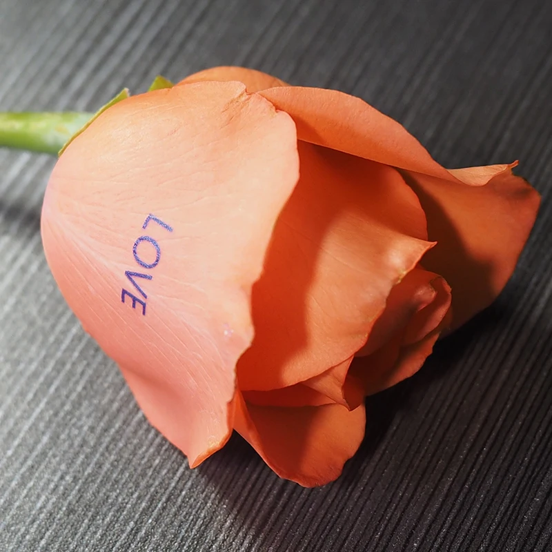 rose5