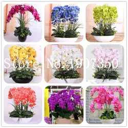 2018 Sementes Лидер продаж фаленопсис цветок орхидеи горшках Многолетние растения орхидеи Цветы Diy для дома и сада-100 шт