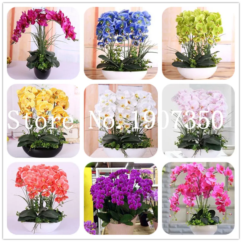 

2018 Sementes Bestselling Phalaenopsis Orchid Flower Potted Plants Perennial Orchid Flowers Diy For Home & Garden - 100 Pcs