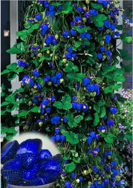 

500pcs/bag blue strawberry seeds,climbing strawberry seeds,tree strawberry,organic fruit seeds,for home garden planting