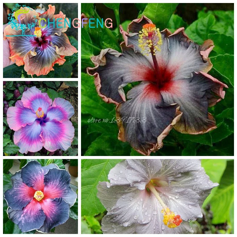 Купить Семена Гибискуса На Озон