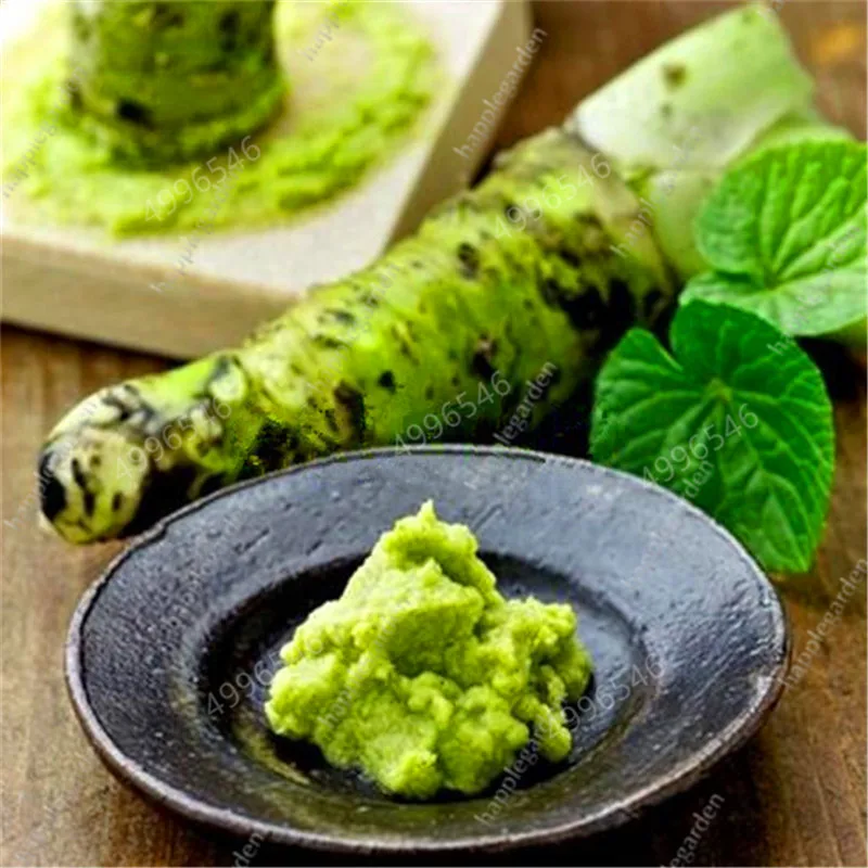 

300pcs mustard Japanese Horseradish Wasabi Vegetable Home Gardening Planting for perennials hardy free shipping
