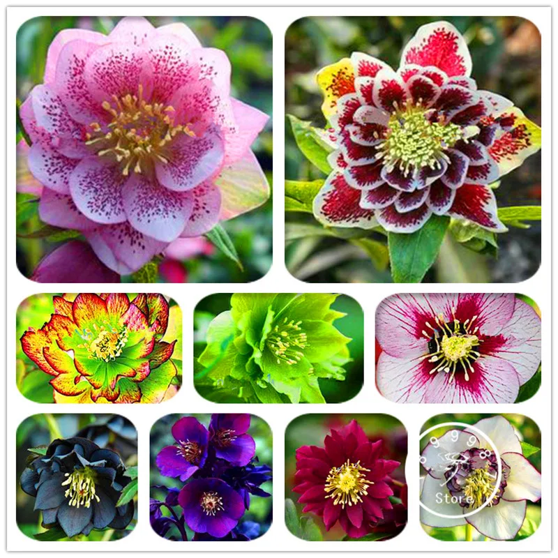 

Lowest Price! 20 Pieces/Pack Japanese bonsai Potted Helleborus Plants DIY home garden