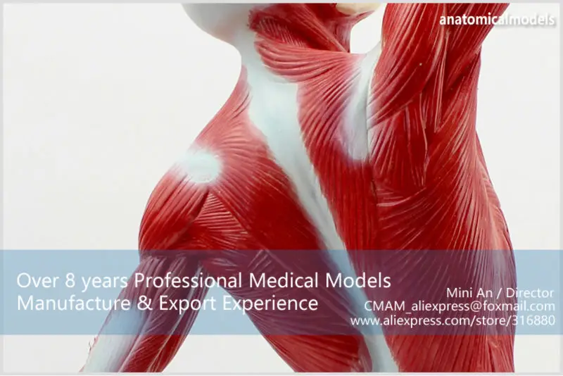 MUSCLE05 CMAM model Male Muscles Of Anatomical Model 3