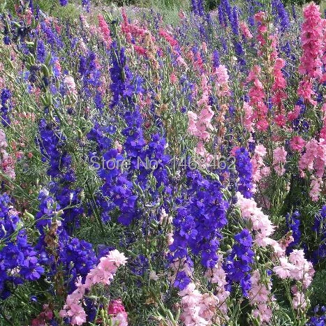 goedkoop bloemen verzenden online kopen wholesale goedkope cut bloemen uit china goedkoop bloemen verzenden online kopen wholesale goedkope cut bloemen uit china