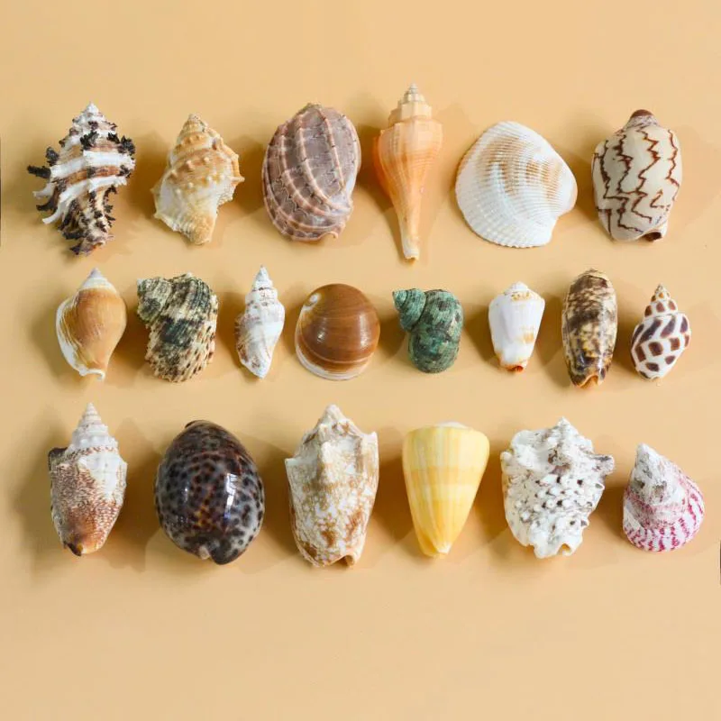 

Natural Conch Shell Combination Coral Sea Fish Tank Decoration Wedding Props Home Layout Platform Shells Starfishes Home Crafts