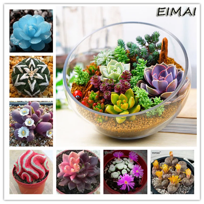 

100Pcs Mix Succulents Plant Bonsai Mini Succulent Cactus Potted Easy Grow Flower Plant For Balcony Home Garden