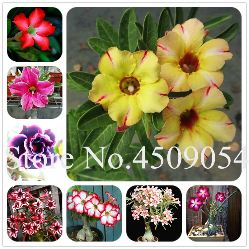 

100% True 5 pcs Desert Rose Bonsai Balcony Flowers Drawf Adenium Obesum SeedsFlower Dwarf Tree christmas decorations for home