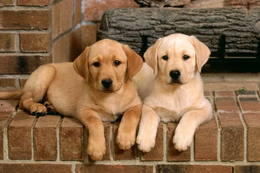 煙突子犬ラブラドールかわいい脚タウニーヘア残り動物ポスター生地シルクポスター印刷622 Poster Print Silk Posterpuppies Labrador Aliexpress