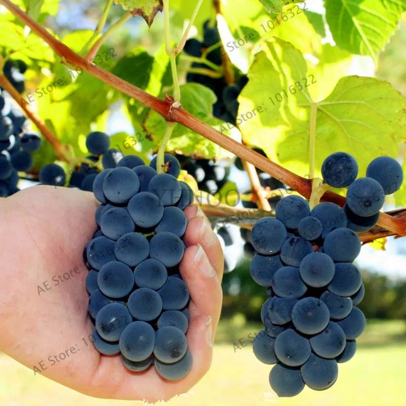 

Hot selling,50pcs/bag, Kyoho black grape Bonsai, Courtyard garden Plants,Delicious Fruit Plantas