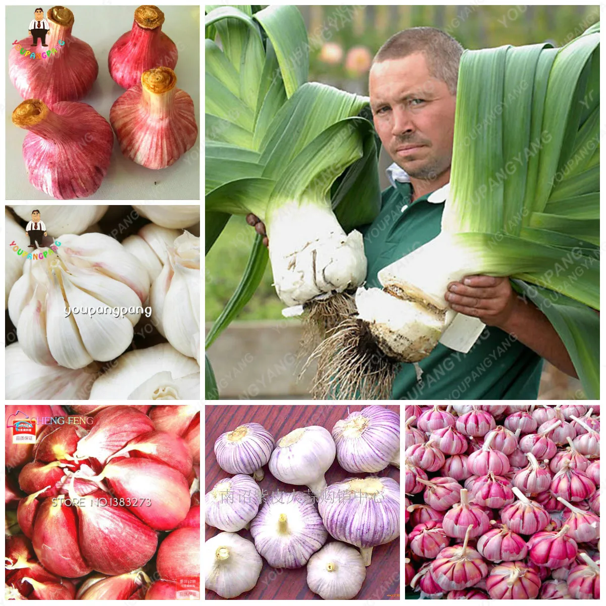 

200Pcs Rare Garlic Bonsai Orhanic Healthy plants Diy plantas Rare Onion Garlics Vegetable Very Easy Grow For Home Garden