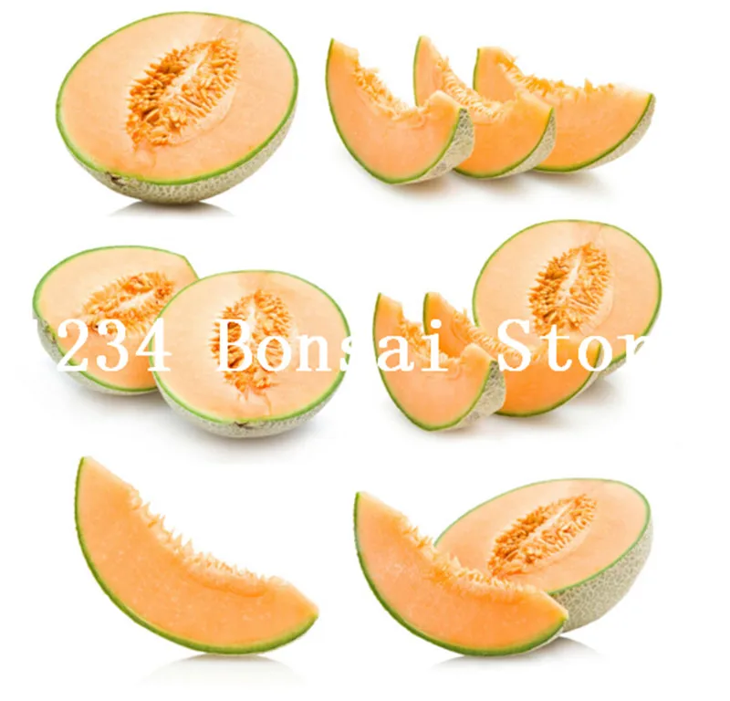 

20 pcs Super Big Sweet Honey-dew Melon plants Hami Melon Fruit plants Heirloom Succulent Plants Cantaloupe Sementes For Garden