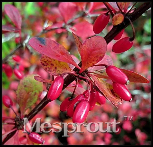 Red Thunbergii Berberis Barberry Seeds Tree 100pcs Pure Bonsai