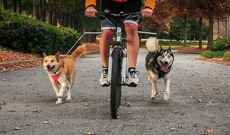Nylon elastic Dog Bicycle Traction Belt Rope Dog Leash Bike Attachment Pet Walk Run Jogging Distance Keeper Hand Free Pets Leash8