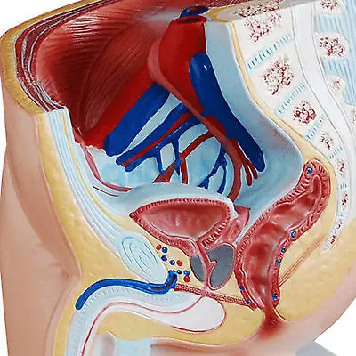 Анатомическая мужская модель пениса мочевого пузыря медицинская Урология анатомия