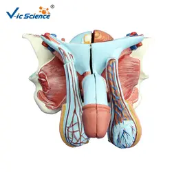 Медицинские принадлежности Размер жизни Мужской генитальный орган Модель ПВХ мужской репродуктивная система анатомическая модель для