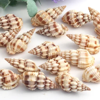 

100 pcs 2-4cm Natural Sea Shell Decoration Aquarium Ornements Supplies Beach Conch Concha Seashell Craft for Fish Tank Decor