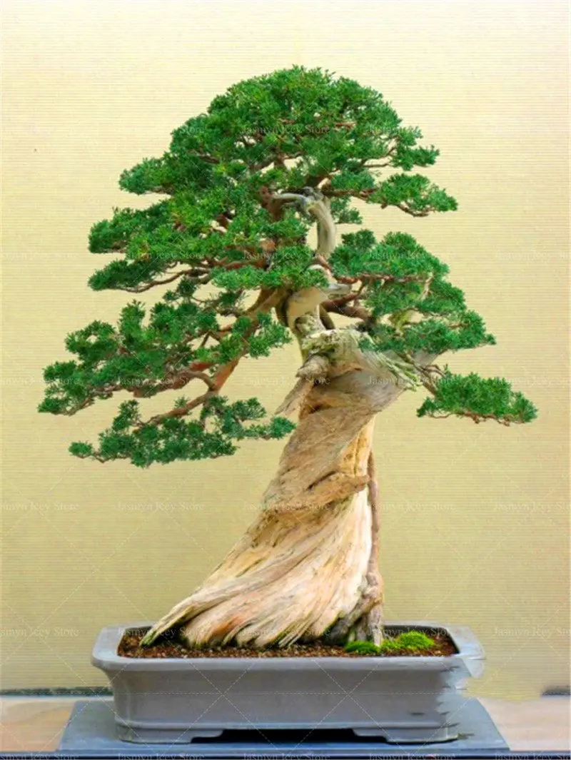 

Best Selling 50 Pieces/Pack Juniper Plants Bonsai Tree Potted Office Bonsai Purify The Air Absorb