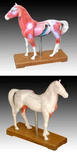 

horse Acupuncture Model Animal anatomy model free shipping