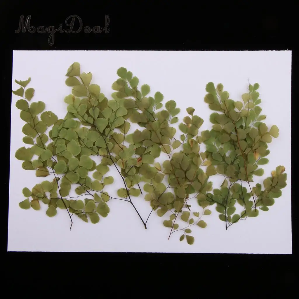 10pcs Natural Pressed Dried Flower Adiantum for DIY Arts Crafts Scrapbooking