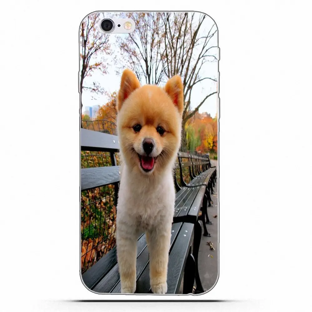 Wexoeq For Apple iPhone X 4 4S 5 5C 5S SE 6 6S 7 8 Plus Soft Capa Pomeranian puppy dog