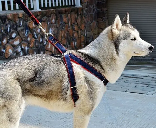 Новинка поводок хот дог ошейники Регулируемая джинсовая ткань красный синий