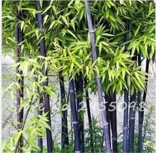 20 Bamboo Seeds Rare Giant Black Moso Bambu 20 Bamboo Seeds Rare Giant Black Moso Bambu Professional Pack Bambusa Lako Tree For Home Garden In Bonsai From On