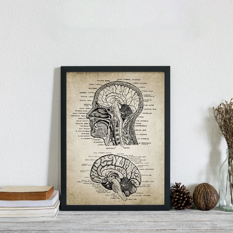 Vintage Human Head And Brain Anatomy Canvas Art Prints Poster Neuroscience Human Anatomy Painting Doctors Office Wall Art Decor