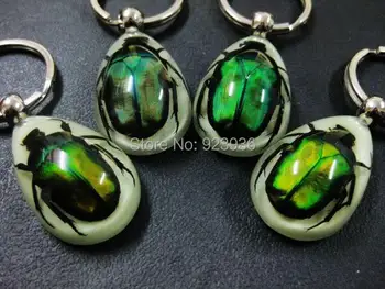 

FREE SHIPPING 16 PCS REAL GREEN BEETLE GLOW LUCITE KEYRING KEYCHAIN JEWELRY TAXIDERMY GIFT