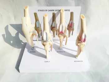 

Canine Osteoarthritis 4-stage Dog Knee Canine/Dog 4 Stage Knee Arthritis Anatomy Anatomical Model Skeleton esqueleto anatomia