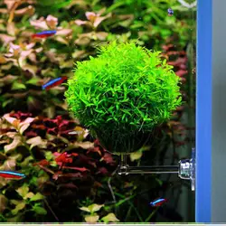 Мини аквариумный аквариум водный стеклянный горшок посадка цилиндра подстаканник семена аквариум живой Стеклянный Горшок