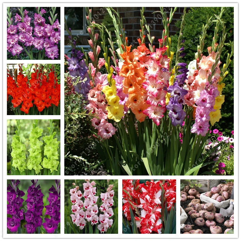 True gladiolus bulbs,gladiolus flower(gladiolus seed)beautiful flower bulbs symbolizes nostalgia,home garden plant bonsai-2bulbs