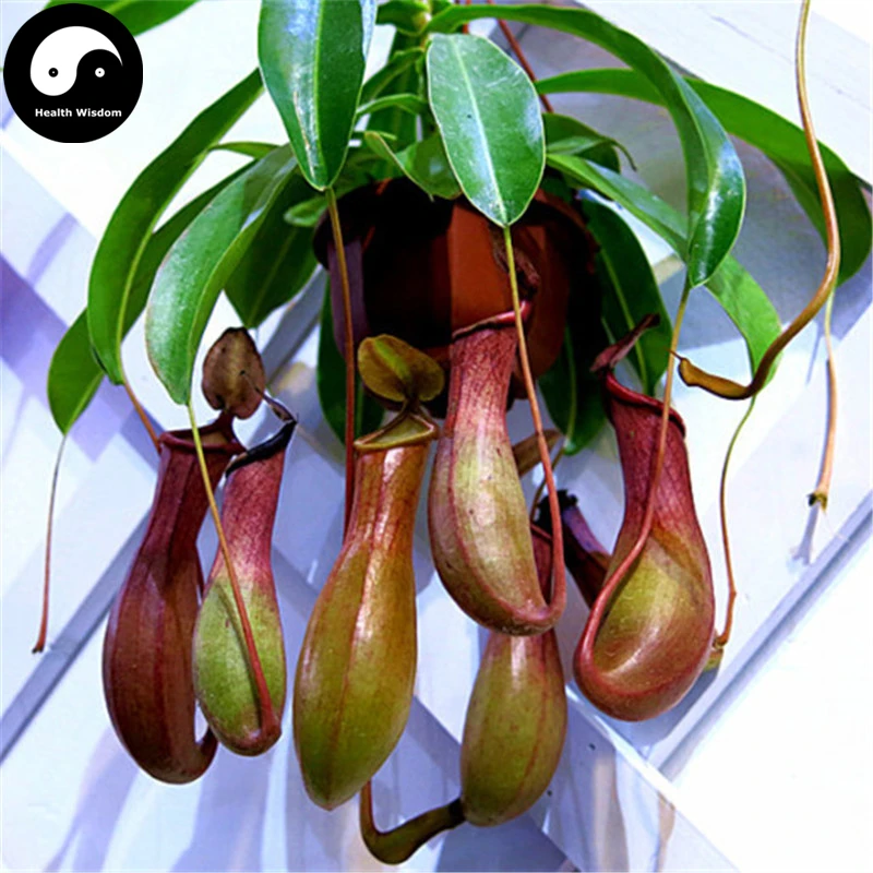 Купить Nepenthes Semente 120 шт растение плотоядная инсективорная трава