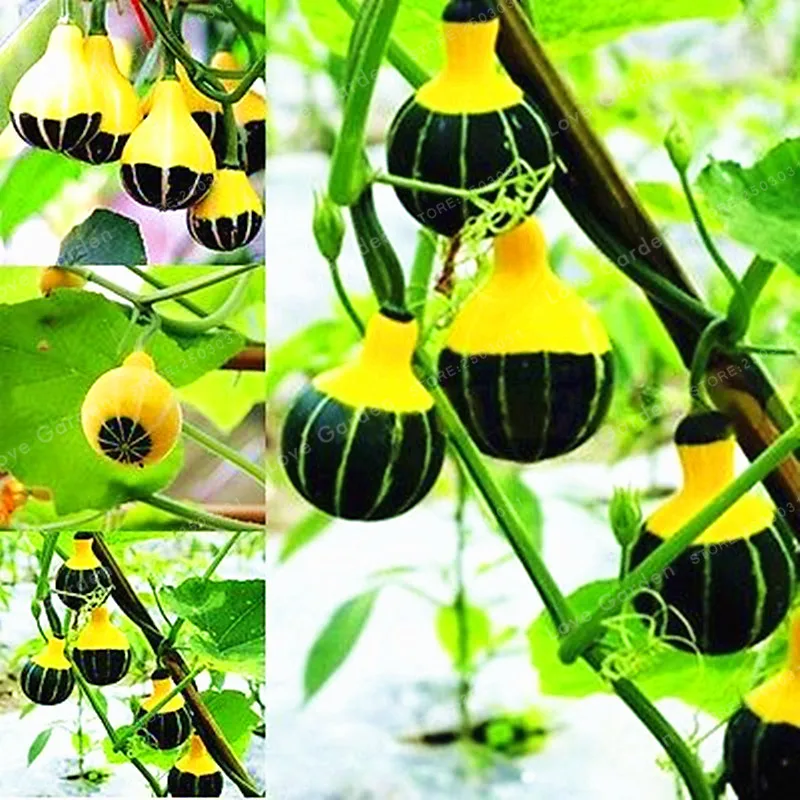 

10pcs Pumpkin Bonsai Rare Chinese Rainbow Bulb Vegetable Bonsai Herb Mini Bonsai Pot Planter Easy To Grow Plant For Garden