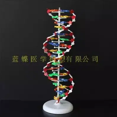 

Large DNA structure model Large twin helix 60 cm high school base pair genetics