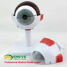 

Eyeball anatomy model 3 parts 6 fold magnification eye model eye 11*11*15cm