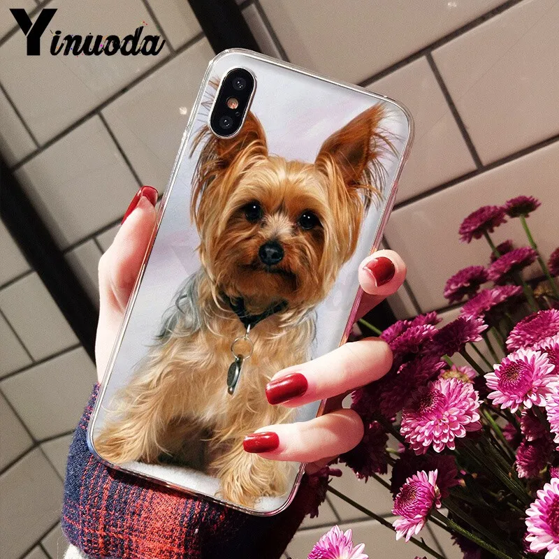 Yorkshire terrier dog